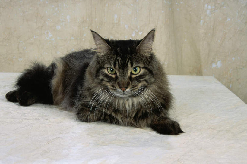 无人,躺,横图,室内,白天,正面,桌面,桌子,宠物,猫,阴影,反射,木制,影子,注视,一只,黑色,动物,木制品,观察,看,可爱,观看,察看,关注,猫咪,缅因库恩猫,缅因猫,卧着,躺着,卧,彩图,全身