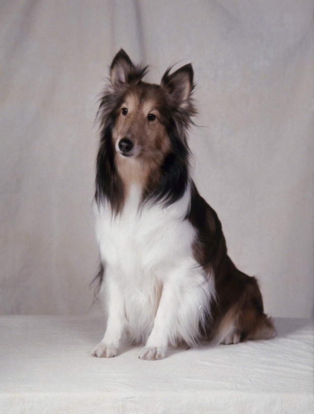 无人,坐,竖图,室内,白天,正面,宠物,狗,阴影,反射,影子,注视,一只,动物,观察,看,可爱,摄影,影棚,牧羊犬,观看,察看,关注,喜乐蒂牧羊犬,忠诚,喜乐蒂,喜乐蒂犬,设得兰群岛牧羊犬,谢德兰牧羊犬,犬,坐着,彩图,全身,影棚拍摄,拍摄