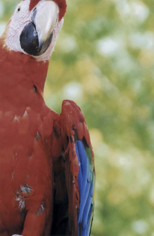 无人,站,竖图,室外,特写,白天,仰视,旅游,度假,美景,植物,鸟,鹦鹉,阴影,朦胧,模糊,光线,鸟类,影子,景观,注视,娱乐,树,树木,一只,红色,绿色,阳光,自然,动物,观察,看,站着,享受,休闲,景色,放松,可爱,活泼,生长,成长,观看,察看,金刚鹦鹉,关注,自然风光,观赏鸟,红额金刚鹦鹉,站立,半身,彩图,低角度拍摄