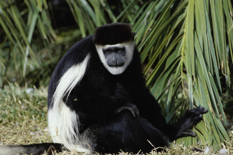 无人,坐,横图,室外,白天,正面,旅游,度假,美景,哺乳动物,猴,野生动物,猴子,叶子,美国,阴影,光线,影子,景观,绿叶,注视,娱乐,一只,白色,黑色,阳光,自然,动物,观察,看,享受,休闲,嫩叶,景色,放松,可爱,活泼,观看,察看,北美,北美洲,关注,加利福尼亚,自然风光,美洲,加州,圣地亚哥,加利福尼亚州,金州,黄金州,圣地牙哥,圣迭戈,北亚美利加洲,亚美利加洲,黑白疣猴,王疣猴,西非黑白疣猴,圣地亚哥野生动物园,叶,叶片,坐着,彩图,全身