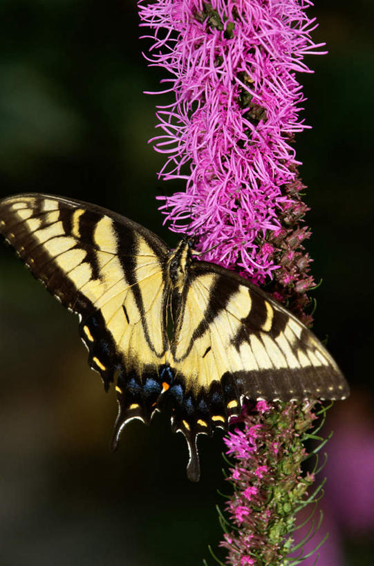 无人,竖图,室外,特写,白天,正面,旅游,度假,美景,蝴蝶,伸展,张开,展翅,阴影,朦胧,模糊,盛开,光线,翅膀,昆虫,影子,景观,花蕾,停留,娱乐,花,花瓣,花朵,鲜花,一只,粉色,阳光,自然,动物,花苞,花蕊,享受,休闲,景色,放松,停止,自然风光,益虫,张开翅膀,逗留,停顿,虎凤蝶,展开翅膀,彩图,全身