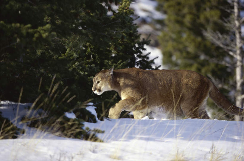 无人,走,横图,室外,白天,侧面,旅游,度假,美景,雪,植物,大雪,哺乳动物,野生动物,狮子,阴影,光线,影子,积雪,景观,雪景,冬季,冬天,注视,娱乐,树,树木,一只,绿色,阳光,自然,动物,观察,看,享受,休闲,景色,放松,寒冷,生长,成长,观看,察看,关注,自然风光,凶猛,美洲狮,严寒,山狮,残暴,凶残,步行,散步,走路,彩图,全身