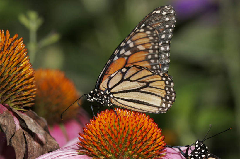 无人,横图,室外,特写,白天,侧面,旅游,度假,美景,蝴蝶,伸展,张开,展翅,朦胧,模糊,盛开,翅膀,昆虫,景观,花蕾,停留,娱乐,花,花瓣,花朵,鲜花,一只,自然,动物,花苞,花蕊,享受,休闲,橙色,景色,放松,黑脉金斑蝶,停止,自然风光,益虫,张开翅膀,帝王蝶,大桦斑蝶,黑脉桦斑蝶,逗留,停顿,展开翅膀,彩图,全身