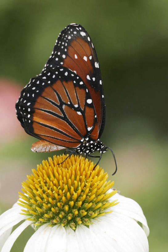 无人,竖图,室外,特写,白天,侧面,旅游,度假,美景,蝴蝶,伸展,张开,展翅,朦胧,模糊,盛开,翅膀,昆虫,景观,花蕾,停留,娱乐,花,花瓣,花朵,鲜花,一只,黄色,自然,动物,花苞,花蕊,享受,休闲,景色,放松,黑脉金斑蝶,停止,自然风光,益虫,张开翅膀,帝王蝶,大桦斑蝶,黑脉桦斑蝶,逗留,停顿,展开翅膀,彩图,全身
