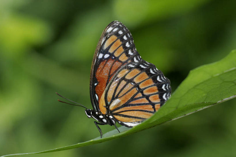 无人,横图,室外,特写,白天,侧面,旅游,度假,美景,植物,蝴蝶,叶子,朦胧,模糊,昆虫,纹理,景观,绿叶,停留,娱乐,一只,绿色,自然,动物,享受,休闲,橙色,嫩叶,景色,放松,蛱蝶,停止,自然风光,益虫,肌理,四足蝶,逗留,停顿,叶,叶片,叶脉,彩图,全身,副王蛱蝶