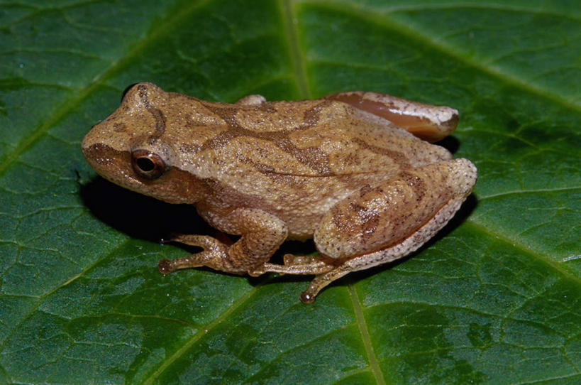 无人,站,横图,俯视,室外,白天,旅游,度假,美景,植物,野生动物,叶子,阴影,光线,纹理,影子,景观,绿叶,注视,娱乐,一只,绿色,阳光,自然,动物,观察,看,站着,享受,休闲,嫩叶,景色,放松,观看,察看,关注,自然风光,肌理,哈什蟆,红肚田鸡,林蛙,中国林蛙,叶,叶片,叶脉,站立,彩图,高角度拍摄,全身