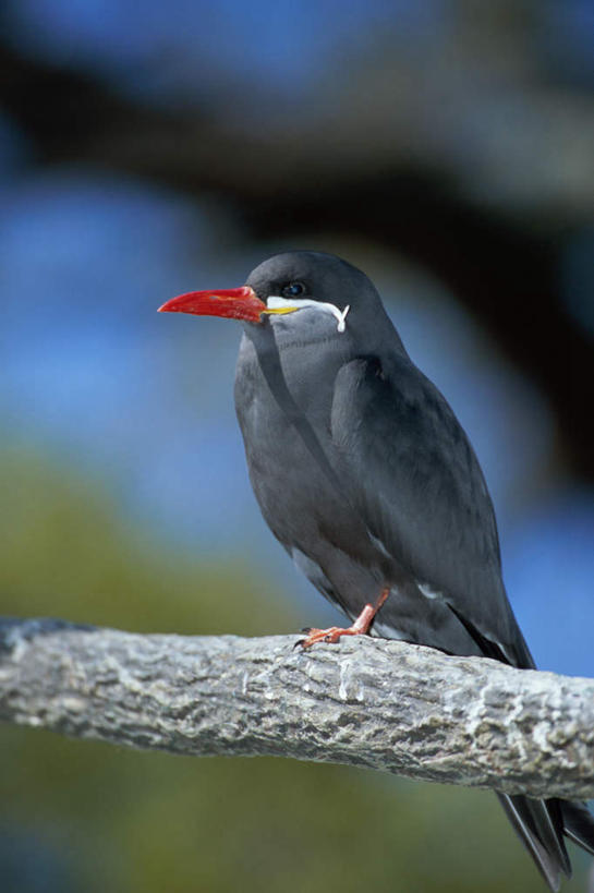 无人,站,竖图,室外,特写,白天,正面,旅游,度假,美景,植物,鸟,野生动物,阴影,朦胧,模糊,光线,鸟类,燕鸥,影子,景观,枝条,注视,娱乐,树,树木,树枝,一只,蓝色,蓝天,天空,阳光,自然,动物,天,观察,看,站着,享受,休闲,景色,放松,可爱,活泼,晴朗,观看,察看,关注,自然风光,万里无云,印加燕鸥,虬枝,枝杈,晴空,晴空万里,站立,彩图,全身,益鸟
