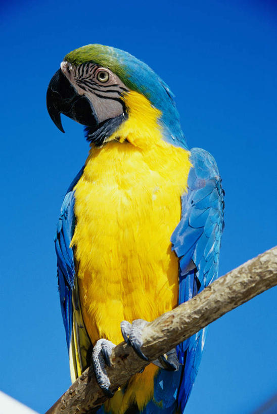 无人,站,竖图,室外,特写,白天,仰视,旅游,度假,美景,植物,鸟,鹦鹉,阴影,光线,鸟类,影子,景观,枝条,注视,娱乐,树,树木,树枝,一只,黄色,蓝色,蓝天,天空,阳光,自然,动物,天,观察,看,站着,享受,休闲,景色,放松,可爱,活泼,晴朗,观看,察看,金刚鹦鹉,关注,自然风光,万里无云,观赏鸟,黄蓝金刚鹦鹉,蓝黄金刚鹦鹉,虬枝,枝杈,晴空,晴空万里,站立,半身,彩图,低角度拍摄,琉璃金刚鹦鹉