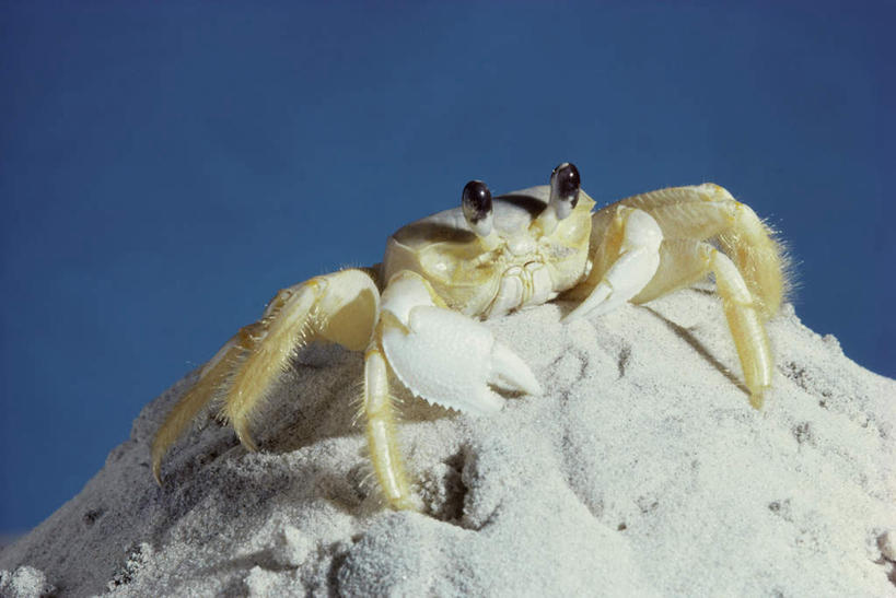 蟹,无人,站,横图,室外,白天,正面,旅游,度假,石头,美景,沙滩,阴影,光线,螃蟹,沙子,石子,影子,海岸,景观,沙地,注视,娱乐,一只,蓝色,蓝天,天空,阳光,自然,天,观察,看,站着,享受,休闲,景色,放松,晴朗,观看,察看,关注,自然风光,万里无云,甲壳动物,鬼蟹,沙蟹,海滩,石块,岩石,晴空,晴空万里,站立,彩图,全身