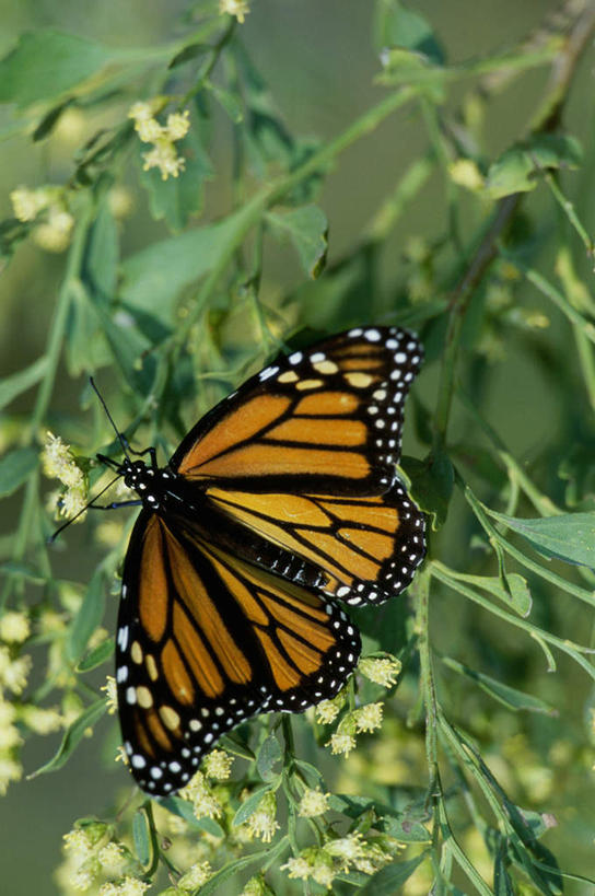 无人,竖图,俯视,室外,特写,白天,旅游,度假,美景,蝴蝶,叶子,伸展,张开,展翅,阴影,朦胧,模糊,盛开,光线,翅膀,昆虫,影子,景观,绿叶,花蕾,停留,娱乐,花,花瓣,花朵,鲜花,一只,黄色,阳光,自然,动物,花苞,花蕊,享受,休闲,嫩叶,景色,放松,黑脉金斑蝶,停止,自然风光,益虫,张开翅膀,帝王蝶,大桦斑蝶,黑脉桦斑蝶,逗留,停顿,展开翅膀,叶,叶片,彩图,高角度拍摄,全身