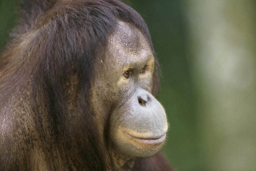 头,无人,坐,横图,室外,特写,白天,侧面,旅游,度假,美景,植物,野生动物,猩猩,马来西亚,亚洲,朦胧,模糊,景观,棕色,注视,娱乐,树,树木,一只,绿色,自然,动物,观察,看,享受,休闲,景色,放松,东南亚,活泼,生长,成长,观看,察看,关注,自然风光,苏门答腊猩猩,婆罗洲,加里曼丹岛,婆罗洲岛,马来西亚联邦,沙巴州,沙巴,头部,坐着,半身,彩图