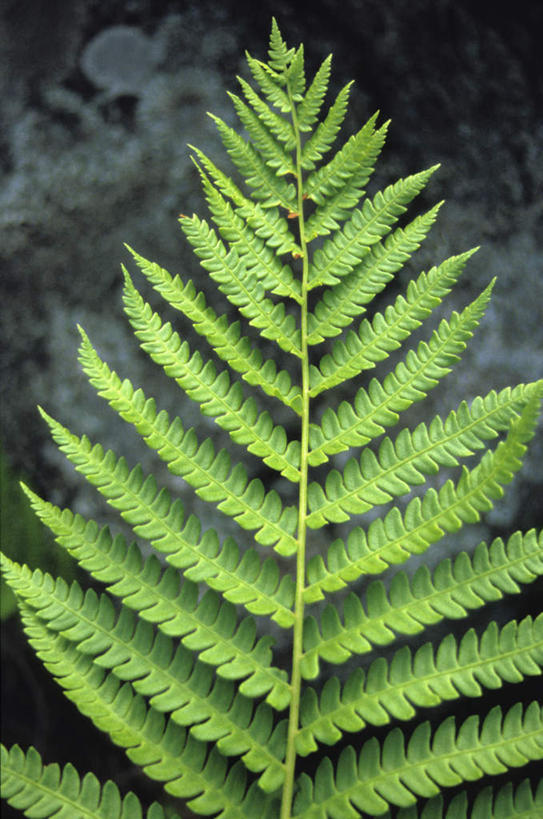 无人,竖图,室外,特写,白天,正面,美景,植物,叶子,纹理,景观,绿叶,绿色,自然,嫩叶,景色,生长,成长,蕨类,蕨类植物,自然风光,肌理,叶,叶片,叶脉,彩图