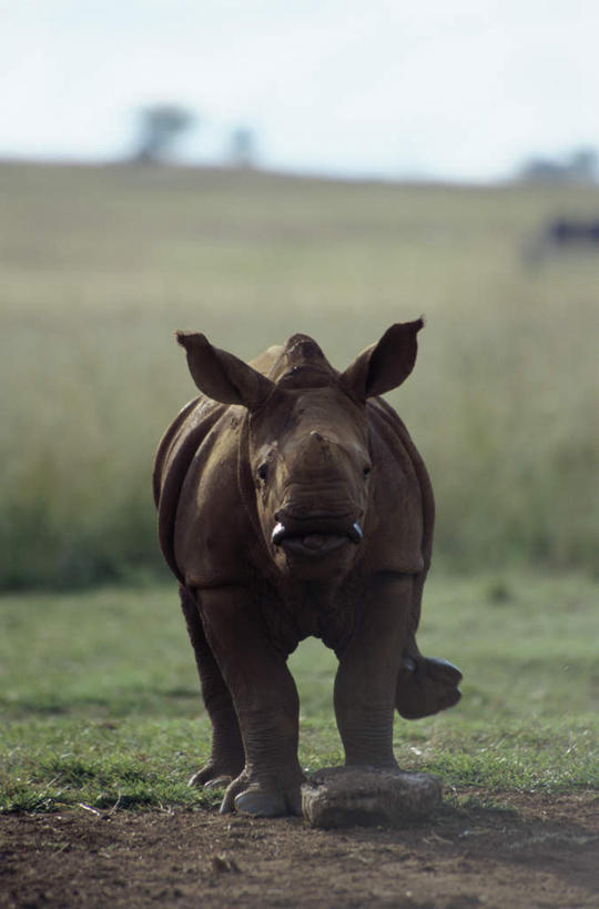 西方人,无人,站,竖图,室外,白天,正面,旅游,度假,草地,草坪,美景,植物,野生动物,欧洲,非洲,黑人,欧洲人,阴影,朦胧,模糊,光线,影子,景观,注视,娱乐,草,一只,蓝色,绿色,蓝天,天空,阳光,自然,动物,天,观察,看,站着,享受,休闲,景色,放松,晴朗,观看,察看,关注,自然风光,凶猛,白犀,万里无云,白犀牛,犀牛之王,残暴,凶残,非洲人,晴空,晴空万里,犀牛,站立,彩图,全身