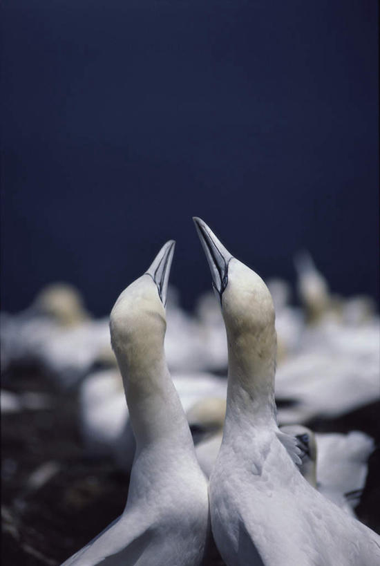 无人,站,竖图,室外,特写,白天,正面,旅游,度假,美景,海鸟,鸟,阴影,朦胧,模糊,光线,鸟类,影子,景观,注视,娱乐,白色,阳光,自然,观察,看,站着,两只,享受,休闲,景色,放松,观看,察看,关注,自然风光,鲣鸟,结巴鸟,抬头,仰头,站立,半身,彩图