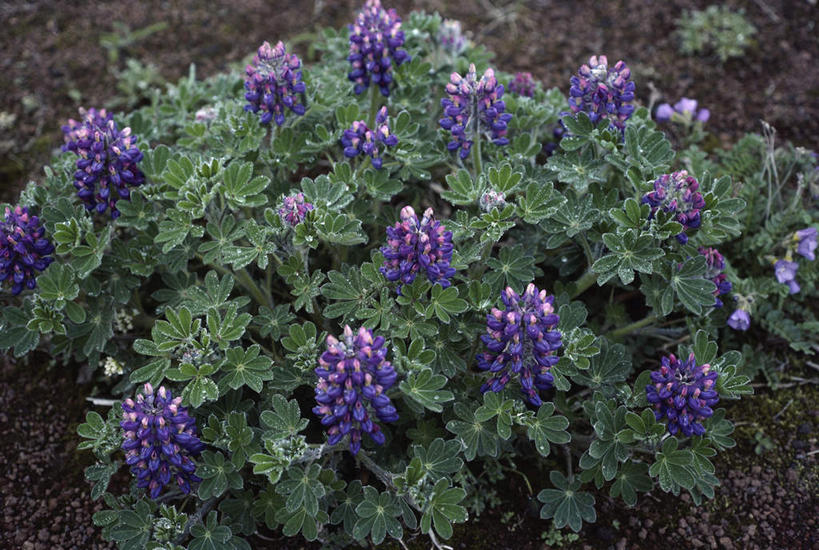 无人,横图,俯视,室外,白天,花海,花圃,美景,植物,叶子,盛开,景观,羽扇豆,绿叶,鲁冰花,花蕾,花,花瓣,花朵,花卉,鲜花,绿色,紫色,自然,花丛,花束,花田,花苞,花蕊,嫩叶,景色,母爱,自然风光,白羽扇豆,奉献,无私,苦涩,叶,叶片,彩图,高角度拍摄