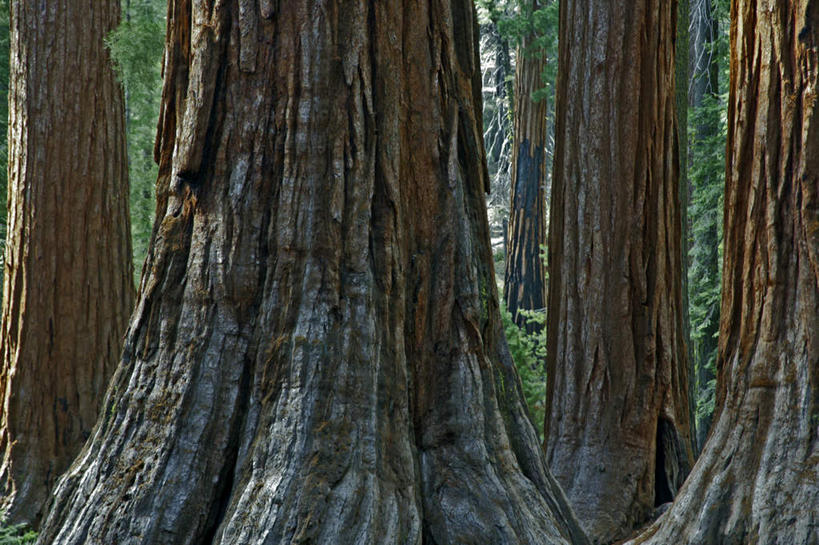 无人,公园,栏杆,横图,室外,白天,正面,旅游,度假,美景,森林,树林,植物,叶子,美国,栅栏,景观,篱笆,围栏,绿叶,树桩,娱乐,护栏,树,树干,树木,绿色,自然,享受,休闲,嫩叶,木桩,景色,放松,生长,成长,北美,北美洲,国家公园,加利福尼亚,自然风光,约塞米蒂国家公园,美洲,加州,加利福尼亚州,优胜美地国家公园,金州,黄金州,北亚美利加洲,亚美利加洲,红杉,常青红杉,海岸红杉,红杉树,美国尤塞米提国家公园,优山美地,约瑟米提国家公园,叶,叶片,彩图