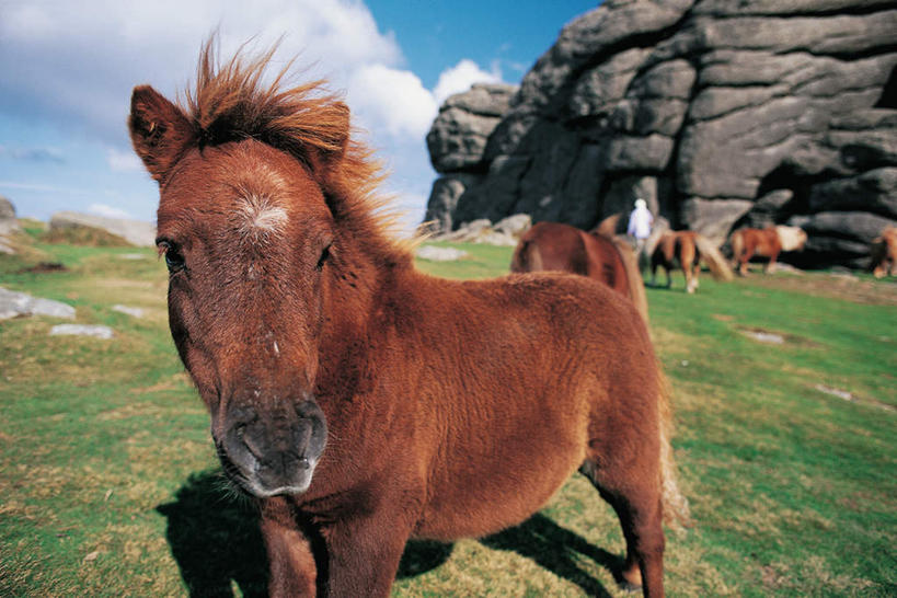 西方人,一个人,公园,站,横图,室外,白天,正面,旅游,度假,草地,草坪,石头,美景,山,山脉,植物,马,野生动物,英国,欧洲,欧洲人,仅一个男性,仅一个人,仅一个中年男性,阴影,服装,光线,石子,影子,景观,山峰,云,云朵,山峦,云彩,娱乐,草,衣服,蓝色,绿色,白云,蓝天,天空,阳光,自然,动物,群山,天,站着,享受,休闲,景色,放松,运输,服饰,牲畜,晴朗,国家公园,衣着,西欧,穿着,自然风光,大不列颠,大不列颠及北爱尔兰联合王国,大不列颠联合王国,日不落英帝国,衣饰,德文郡,达特穆尔,达特穆尔国家公园,男人,男性,中年男性,白种人,石块,岩石,晴空,站立,半身,彩图,达特穆尔马,小型马