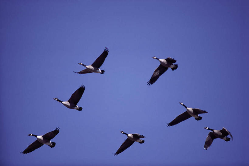 无人,横图,室外,白天,仰视,旅游,度假,美景,鸟,一群,许多,飞翔,伸展,张开,展翅,阴影,飞行,光线,翅膀,鸟类,影子,景观,很多,翱翔,娱乐,飞,蓝色,蓝天,天空,阳光,自然,天,享受,休闲,景色,放松,晴朗,雁,自然风光,张开翅膀,黑雁,加拿大黑雁,万里无云,加拿大雁,展开翅膀,晴空,晴空万里,彩图,低角度拍摄,全身