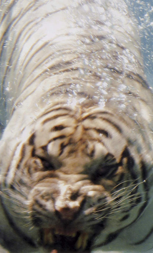 无人,竖图,俯视,室外,特写,白天,旅游,度假,河流,美景,水,虎,野生动物,河水,景观,水流,注视,娱乐,一只,自然,动物,观察,看,张嘴,享受,休闲,景色,放松,观看,察看,关注,自然风光,凶猛,张大嘴巴,白虎,白老虎,残暴,凶残,张开嘴,老虎,半身,彩图,高角度拍摄