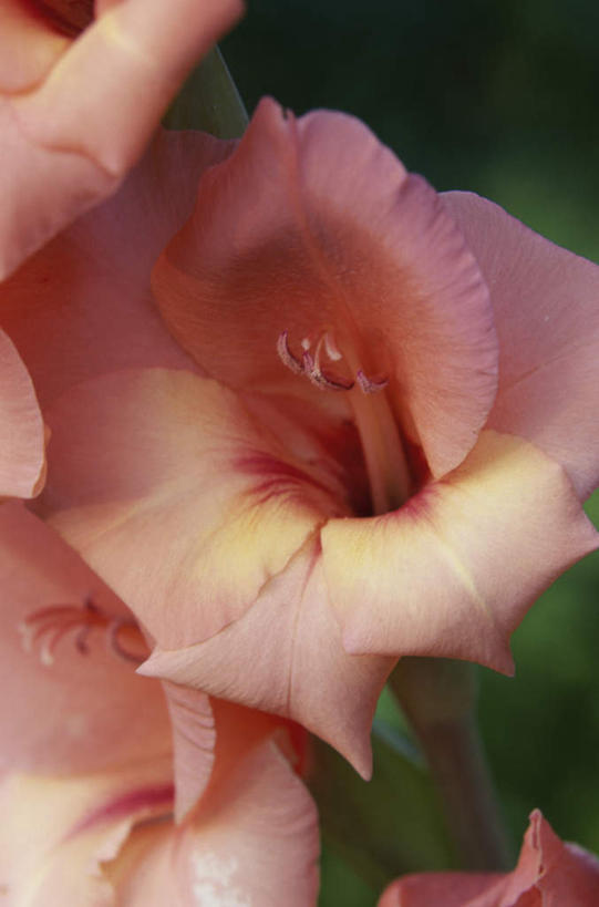 无人,竖图,俯视,室外,特写,白天,美景,朦胧,模糊,盛开,景观,花蕾,花,花瓣,花朵,鲜花,红色,自然,花苞,花蕊,景色,剑兰,自然风光,怀念,长寿,爱恋,福禄,康宁,用心,扁竹莲,菖兰,唐菖蒲,十样锦,彩图,高角度拍摄