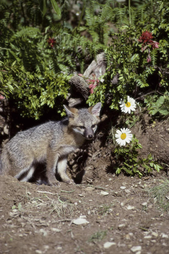 无人,坐,竖图,室外,白天,正面,旅游,度假,美景,植物,狐狸,野生动物,叶子,阴影,盛开,光线,影子,洞,景观,绿叶,花蕾,注视,娱乐,花,花瓣,花朵,鲜花,一只,绿色,阳光,自然,动物,花苞,花蕊,观察,看,享受,休闲,嫩叶,景色,放松,洞穴,生长,成长,观看,察看,关注,自然风光,狡猾,灰狐,穴,狡诈,叶,叶片,坐着,彩图,全身