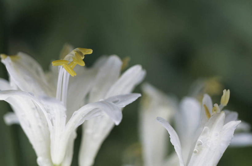 无人,横图,室外,特写,白天,正面,爱情,花海,花圃,美景,植物,叶子,朦胧,模糊,盛开,景观,花蕾,花,花瓣,花朵,花卉,鲜花,绿色,白色,自然,花丛,花束,花田,花苞,花蕊,景色,恋爱,百子莲,卫生,自然风光,纯真,洁净,光明,恬静,中间色,朴素,清白,蓝花君子兰,紫花君子兰,紫君子兰,紫穗兰,彩图