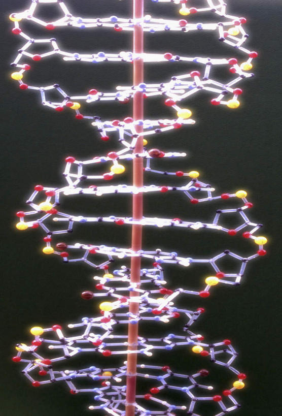 无人,竖图,室内,白天,正面,数码,科技,阴影,黑色背景,科学,网络,基因,高光,几何,计算机图形,合成,生物,遗传,电脑合成图,数码合成图,脱氧核糖核酸,分子结构,合成图,写实,具体,具象,DNA分子,去氧核糖核酸,遗传信息,遗传因子,遗传学,分子几何,分子立体结构,分子形状,彩图