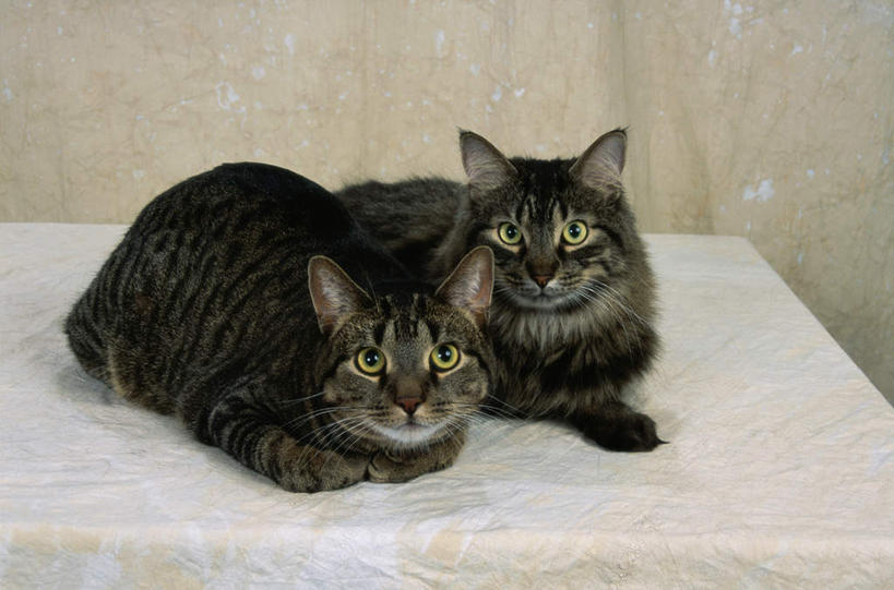 无人,坐,横图,室内,白天,正面,桌面,桌子,宠物,猫,阴影,反射,影子,大理石,注视,黑色,灰色,动物,观察,看,趴着,两只,可爱,观看,察看,关注,猫咪,缅因库恩猫,大理石制品,缅因猫,趴,坐着,彩图,全身