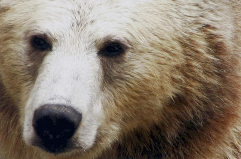 头,无人,横图,室外,特写,白天,正面,野生动物,熊,椅子,朦胧,模糊,注视,灰色,动物,观察,看,观看,察看,关注,灰熊,凶猛,残暴,凶残,头部,半身,彩图