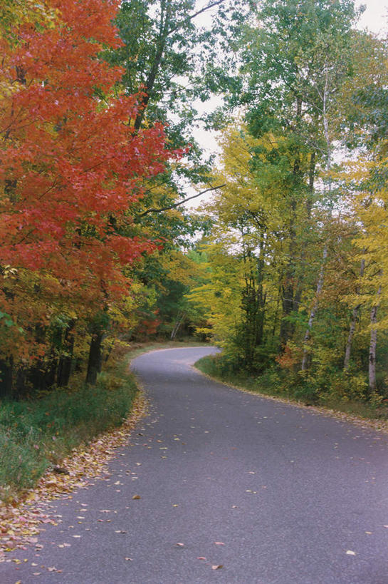 无人,竖图,室外,白天,正面,旅游,度假,美景,森林,树林,植物,道路,路,美国,景观,小路,交通,娱乐,树,树木,绿色,自然,享受,休闲,景色,放松,生长,成长,北美,北美洲,自然风光,美洲,威斯康辛州,北亚美利加洲,亚美利加洲,威斯康星,威斯康星州,威斯康辛,权皮之州,獾穴之州,美洲獾之州,獾州,奶制品之州,彩图