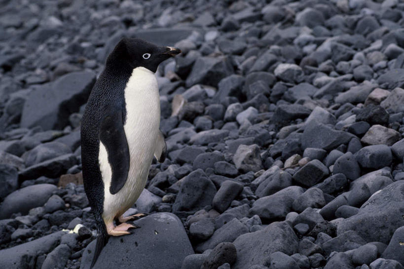 无人,站,横图,室外,白天,侧面,旅游,度假,南极,石头,美景,企鹅,野生动物,一堆,许多,堆叠,堆积,石子,景观,很多,注视,娱乐,一只,白色,黑色,自然,动物,观察,看,站着,享受,休闲,鹅卵石,景色,放松,可爱,活泼,观看,堆,察看,关注,自然风光,南极洲,按摩石,阿德利企鹅,阿黛利企鹅,南极大陆,南极地区,南极区,南极圈,第七大陆,石块,站立,彩图,全身