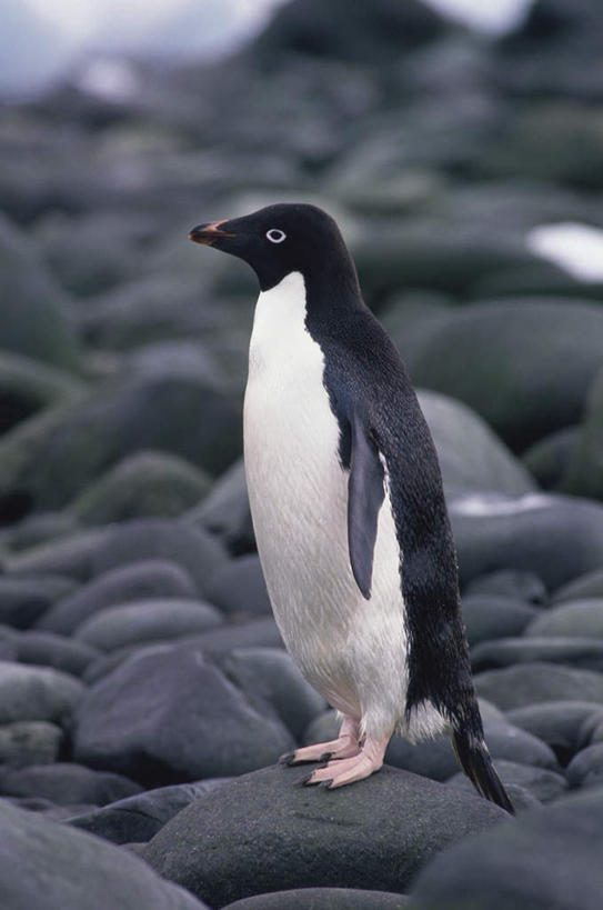 无人,站,竖图,室外,白天,侧面,旅游,度假,南极,石头,美景,企鹅,野生动物,一堆,许多,堆叠,堆积,石子,景观,很多,注视,娱乐,一只,白色,黑色,自然,动物,观察,看,站着,享受,休闲,鹅卵石,景色,放松,可爱,活泼,观看,堆,察看,关注,自然风光,南极洲,按摩石,阿德利企鹅,阿黛利企鹅,南极大陆,南极地区,南极区,南极圈,第七大陆,石块,站立,彩图,全身
