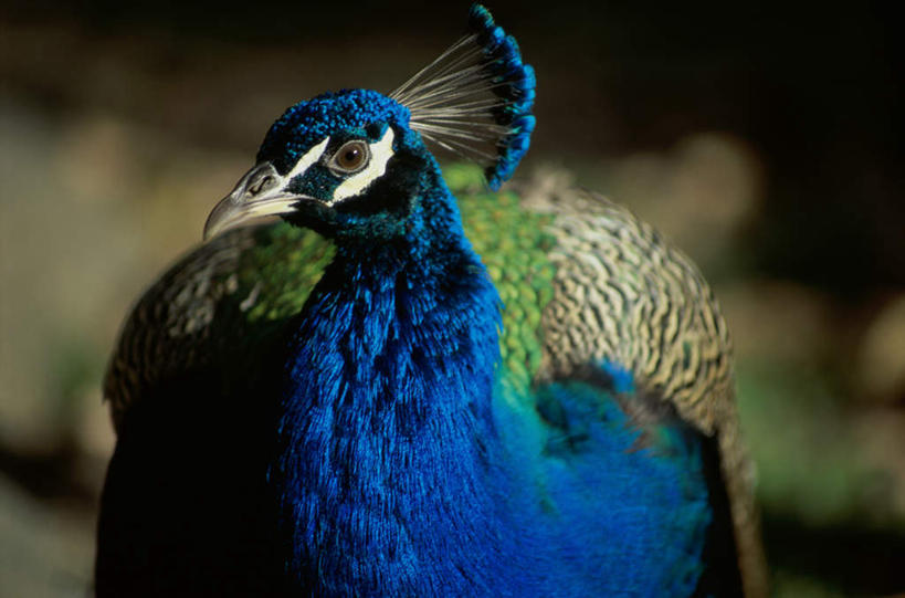 无人,站,横图,室外,特写,白天,正面,孔雀,鸟,野生动物,阴影,朦胧,模糊,光线,鸟类,影子,美丽,注视,一只,蓝色,阳光,动物,观察,看,站着,可爱,活泼,观看,吉祥,察看,关注,华贵,善良,越鸟,百鸟之王,站立,半身,彩图