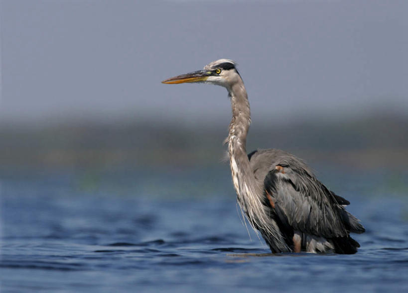 无人,站,横图,室外,白天,侧面,旅游,度假,湖,湖泊,美景,水,鸟,波纹,朦胧,模糊,鸟类,湖面,景观,水流,水面,涟漪,注视,娱乐,一只,水纹,自然,波浪,湖水,观察,看,站着,享受,休闲,景色,放松,观看,察看,大蓝鹭,关注,自然风光,水晕,站立,彩图,全身