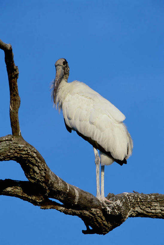 无人,站,竖图,室外,白天,仰视,鸟,阴影,光线,鸟类,影子,树桩,注视,树,树干,一只,蓝色,白色,蓝天,天空,阳光,天,观察,看,站着,木桩,晴朗,观看,察看,鹳,关注,万里无云,林鹳,晴空,晴空万里,站立,彩图,低角度拍摄,全身