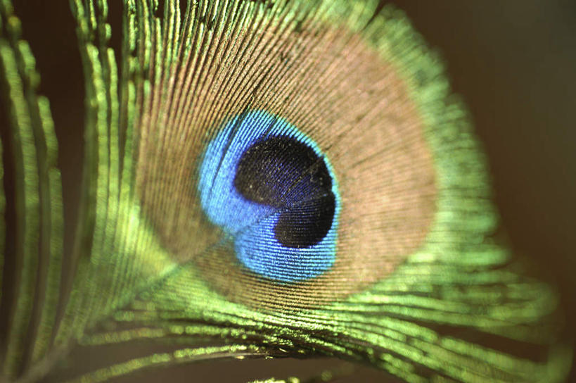 无人,横图,室外,特写,白天,正面,孔雀,鸟,野生动物,羽毛,轻盈,柔软,鸟类,美丽,动物,可爱,活泼,吉祥,华贵,善良,轻柔,越鸟,百鸟之王,彩图