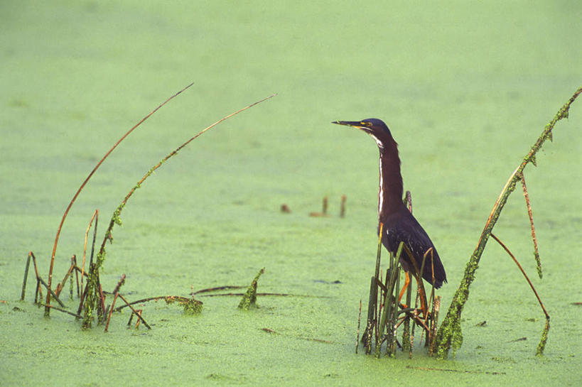无人,站,横图,室外,白天,侧面,旅游,度假,美景,鸟,巴西,苍鹭,鸟类,池塘,景观,水池,注视,娱乐,一只,绿色,自然,观察,看,站着,享受,休闲,景色,南美,放松,湿地,观看,沼泽,察看,南美洲,拉丁美洲,关注,自然风光,美洲,巴西联邦共和国,亚美利加洲,南亚美利加洲,池沼,潘塔纳尔湿地,灰鹳,马托格罗索州,站立,彩图,全身