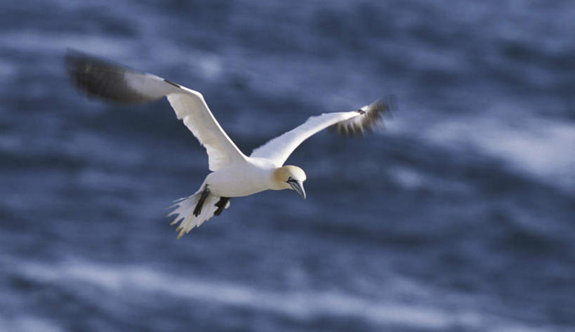 无人,横图,室外,白天,正面,旅游,度假,海浪,海洋,美景,海鸟,鸟,飞翔,伸展,张开,展翅,朦胧,模糊,飞行,翅膀,鸟类,景观,浪花,翱翔,注视,娱乐,飞舞,一只,白色,自然,海水,观察,看,享受,休闲,景色,放松,观看,察看,关注,自然风光,海景,张开翅膀,遨游,漫游,展开翅膀,鲣鸟,结巴鸟,憨鲣鸟,北方塘鹅,北鲣鸟,大海,风浪,海,海水的波动,近岸浪,涌浪,彩图,全身