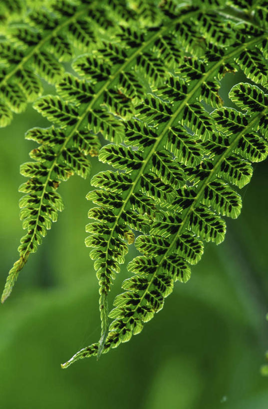 无人,竖图,室外,特写,白天,正面,美景,植物,叶子,美国,朦胧,模糊,纹理,景观,绿叶,首都,绿色,自然,嫩叶,景色,北美,北美洲,自然风光,美洲,华盛顿特区,肌理,首府,华盛顿哥伦比亚特区,华府,北亚美利加洲,亚美利加洲,哥伦比亚特区,叶,叶片,叶脉,彩图