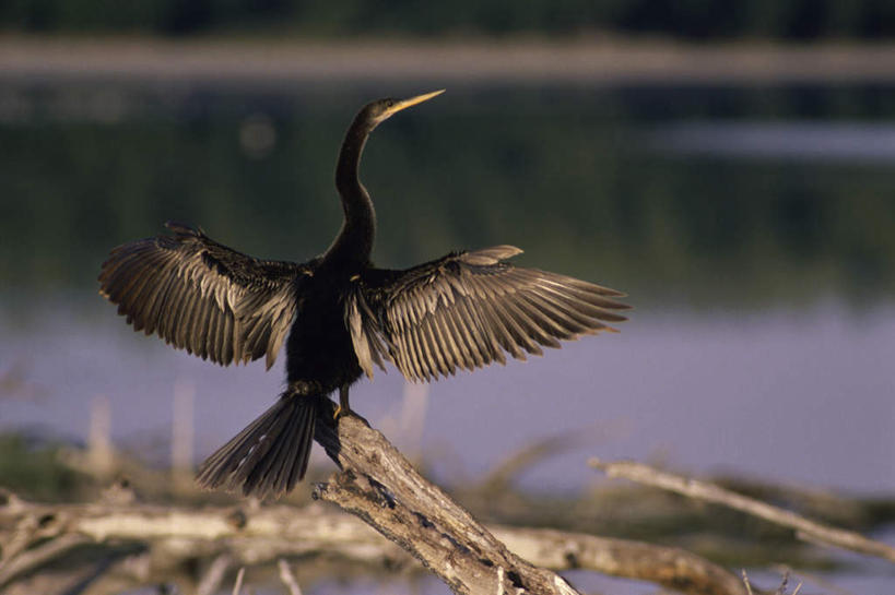无人,站,横图,室外,白天,旅游,度假,湖,湖泊,美景,水,鸟,伸展,张开,展翅,朦胧,模糊,翅膀,鸟类,湖面,景观,水流,水面,树桩,注视,娱乐,树,树干,一只,背面,黑色,倒影,自然,湖水,观察,看,站着,享受,休闲,木桩,景色,放松,观看,察看,倒映,关注,自然风光,张开翅膀,美洲蛇鸟,反照,展开翅膀,蛇鸟,站立,彩图,全身