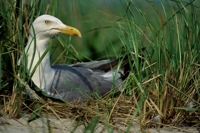 无人,坐,横图,室外,白天,侧面,草地,植物,鸟,阴影,朦胧,模糊,光线,鸟类,影子,扭头,注视,草,绿色,白色,灰色,阳光,观察,看,转头,观看,察看,关注,鸥,银鸥,黑背鸥,黄腿鸥,坐着,彩图,全身,黄脚鸥