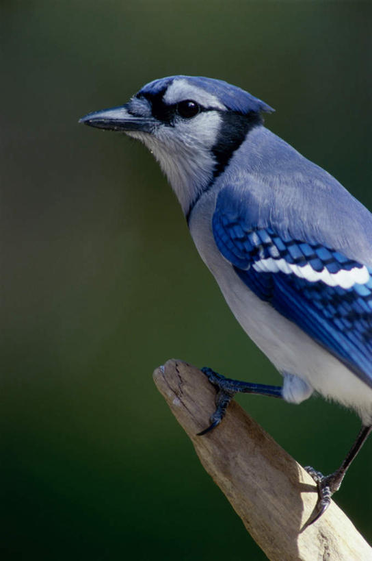 无人,站,竖图,室外,特写,白天,侧面,美景,鸟,朦胧,模糊,鸟类,景观,树桩,注视,树,树干,一只,蓝色,自然,观察,看,站着,木桩,景色,观看,察看,关注,自然风光,松鸦,北美蓝鸟,冠蓝鸦,蓝樫鸟,蓝松鸦,橿鸟,蓝鸦,站立,半身,彩图