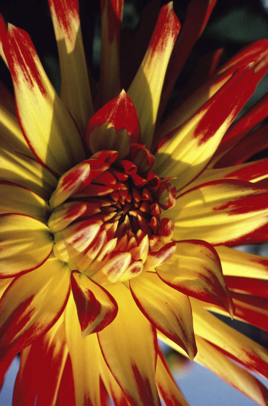 无人,竖图,室外,特写,白天,正面,阴影,盛开,光线,影子,大丽花,花蕾,花,花瓣,花朵,鲜花,一朵,黄色,红色,阳光,花苞,花蕊,菊花,大理花,大丽菊,富丽,大方,彩图