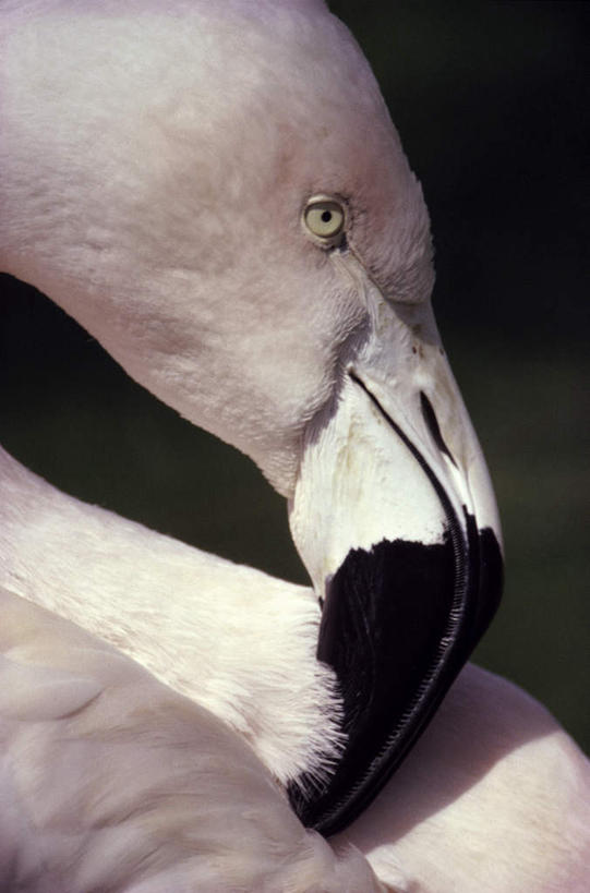头,无人,竖图,室外,特写,白天,正面,椅子,阴影,光线,红鹤,火烈鸟,影子,注视,白色,阳光,观察,看,观看,整理,察看,关注,头部,半身,彩图