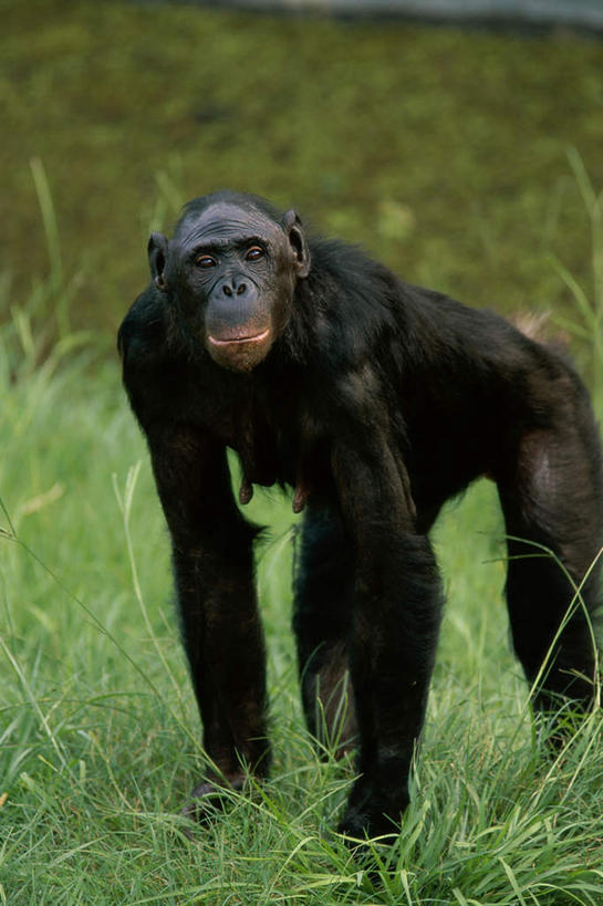 无人,站,竖图,室外,白天,正面,旅游,度假,草地,草坪,美景,植物,哺乳动物,野生动物,猩猩,撑,弯腰,景观,注视,娱乐,草,一只,绿色,黑色,自然,动物,观察,看,站着,享受,休闲,景色,放松,可爱,活泼,观看,察看,撑着,关注,自然风光,黑猩猩,弯身,矮黑猩猩,倭黑猩猩,侏儒黑猩猩,站立,半身,彩图