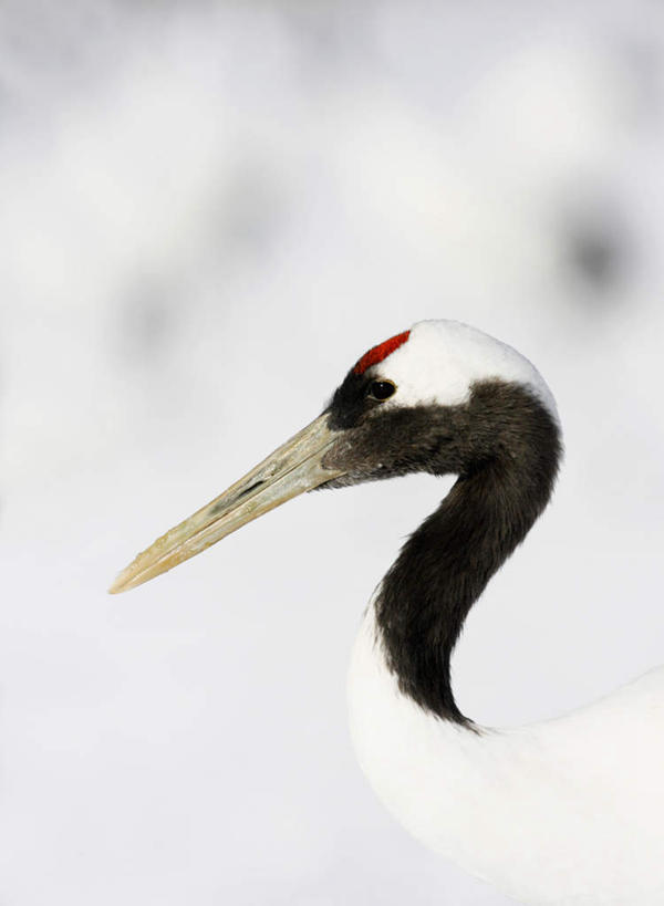 头,无人,站,竖图,室外,特写,白天,侧面,丹顶鹤,朦胧,模糊,鹤,注视,一只,白色,黑色,观察,看,站着,观看,吉祥,察看,高雅,关注,长寿,鴜鷜,忠贞,头部,仙鹤,站立,半身,彩图