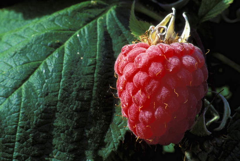 无人,横图,室外,特写,白天,正面,植物,浆果,水果,叶子,新鲜,纹理,桑葚,桑椹,生食,食品,果实,绿叶,食物,一个,红色,绿色,覆盆子,嫩叶,有机食品,绿色食品,单个,肌理,熊果,熊梅,熊葡萄,叶,叶片,叶脉,彩图