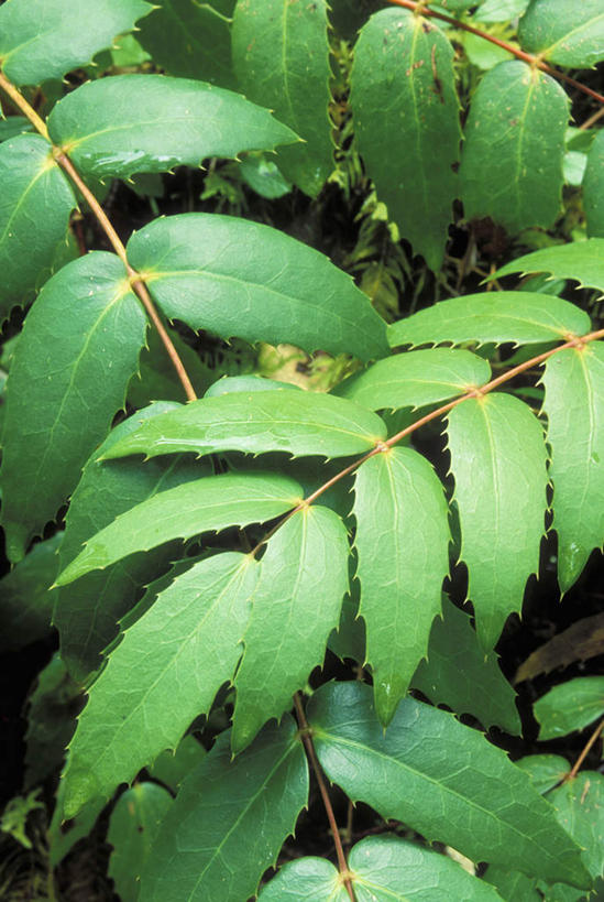 无人,竖图,俯视,室外,特写,白天,美景,植物,叶子,美国,纹理,景观,绿叶,绿色,自然,嫩叶,景色,北美,北美洲,自然风光,美洲,俄勒冈州,肌理,俄勒冈,北亚美利加洲,亚美利加洲,落日之州,水獭之州,海狸州,叶,叶片,叶脉,彩图,高角度拍摄