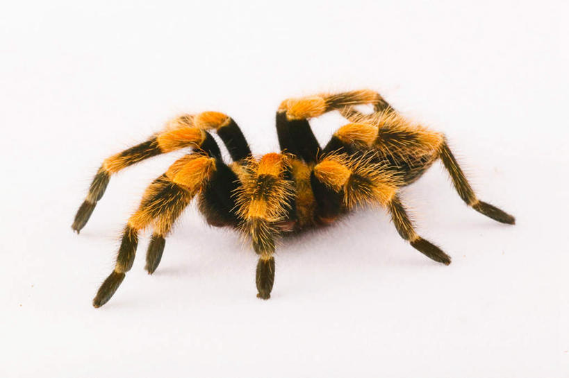 无人,横图,俯视,室内,特写,白天,白色背景,桌面,桌子,阴影,反射,木制,昆虫,蜘蛛,影子,注视,一只,动物,木制品,观察,看,爬,摄影,影棚,观看,察看,八脚螅,关注,节肢动物,益虫,狼蛛,波丝,彩图,高角度拍摄,全身,影棚拍摄,拍摄