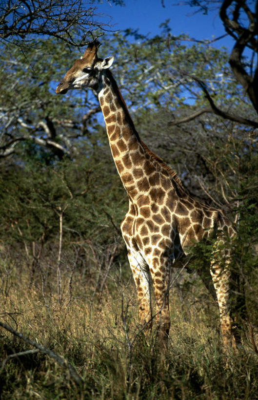 无人,站,竖图,室外,白天,侧面,旅游,度假,草地,草坪,美景,森林,树林,植物,哺乳动物,长颈鹿,野生动物,非洲,南非,阴影,光线,影子,景观,注视,娱乐,草,树,树木,一只,蓝色,绿色,蓝天,天空,阳光,自然,动物,天,观察,看,站着,享受,休闲,景色,放松,活泼,生长,晴朗,成长,观看,察看,关注,自然风光,万里无云,阿非利加洲,南非共和国,夸祖鲁.纳塔尔省,豪鲁维野生动物保护区,晴空,晴空万里,站立,彩图,全身